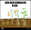 The Germinating Seeds Logo
