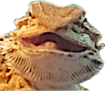 Herbert wants to mate