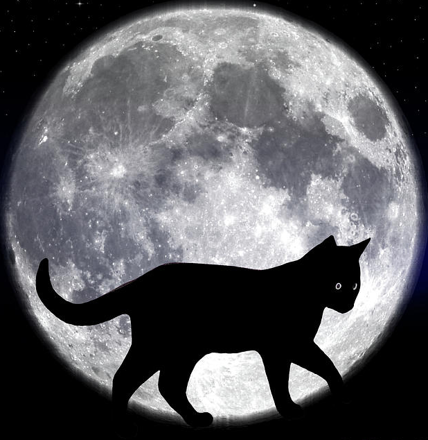 Black Cat