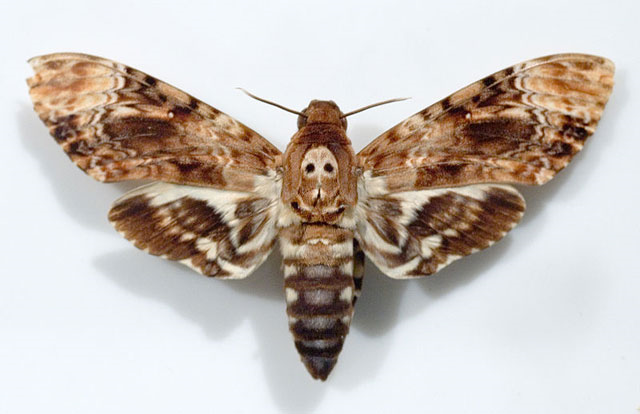 A Moth Walks Into a Podiatrist’s Office
