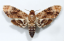 A Moth Walks Into a Podiatrist’s Office Logo