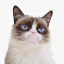 Grumpy Cats Logo